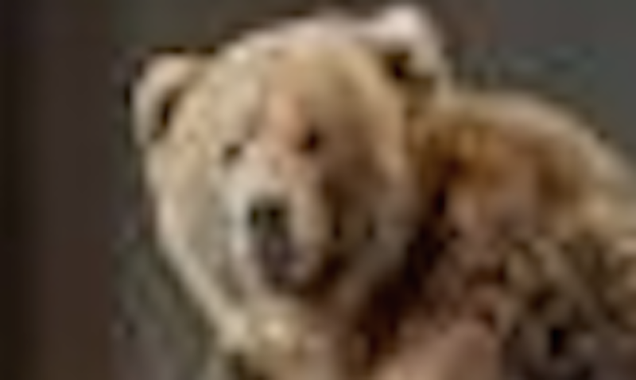 Illustration for article titled There's a Giant Taxidermied Bear in Kelly Clarkson's Living Room